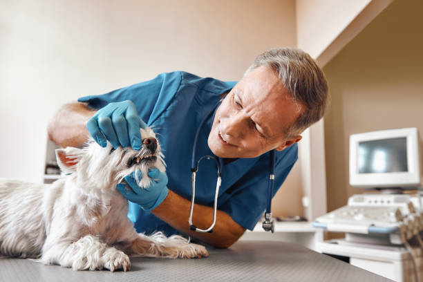 Best Same-Day Emergency Dental Services in Mclean, VA